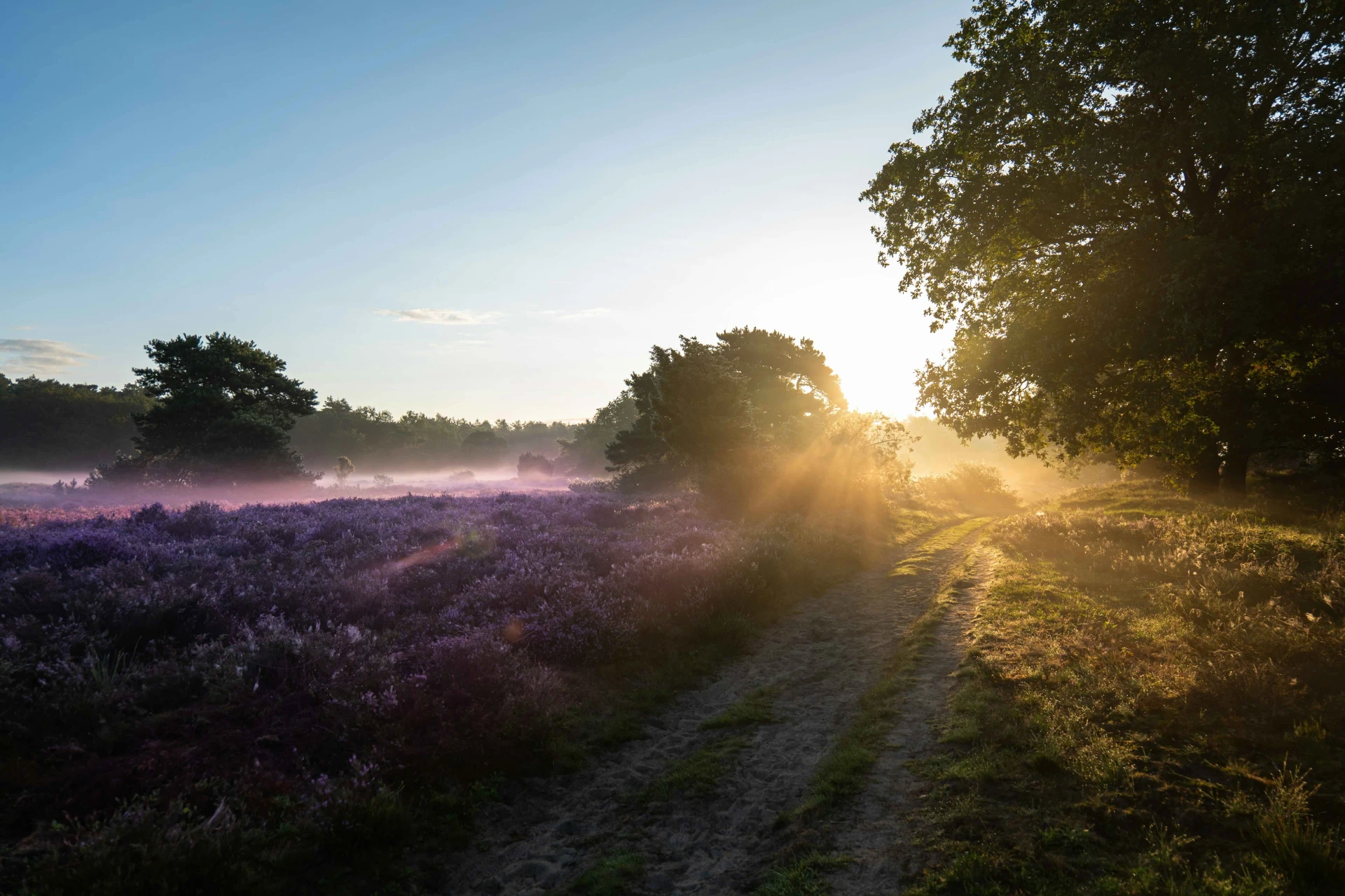 nederland regio drenthe hei zon natuur