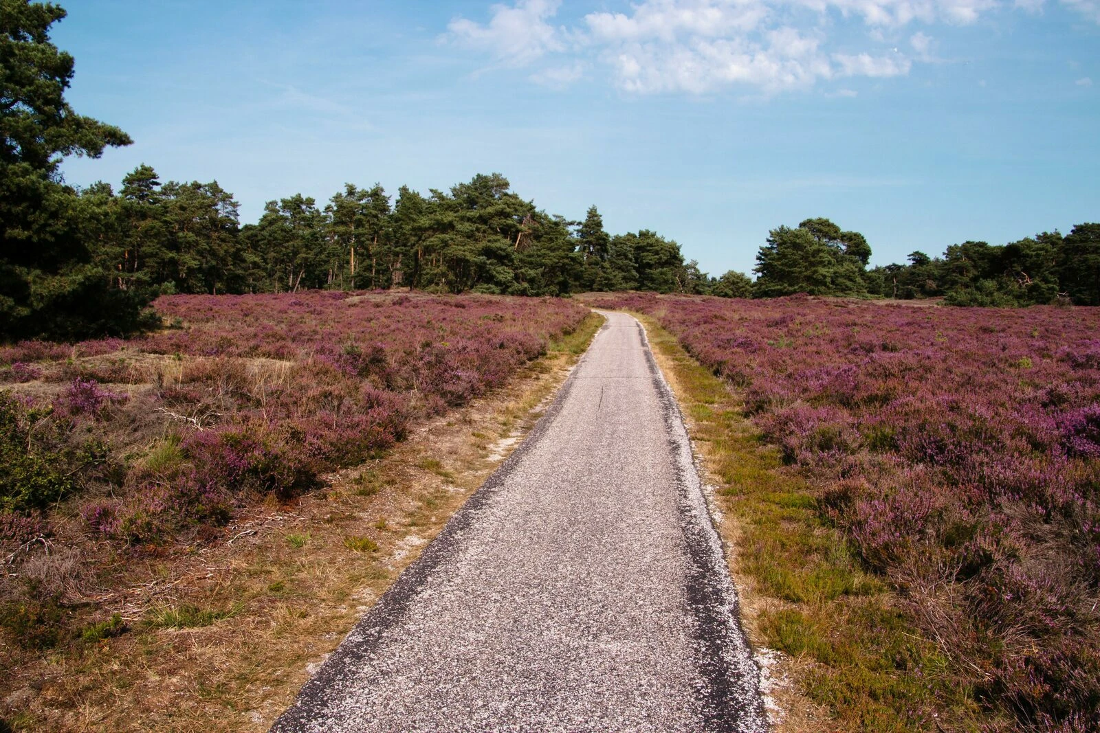 nederland -paarse hei fietspad veluwe