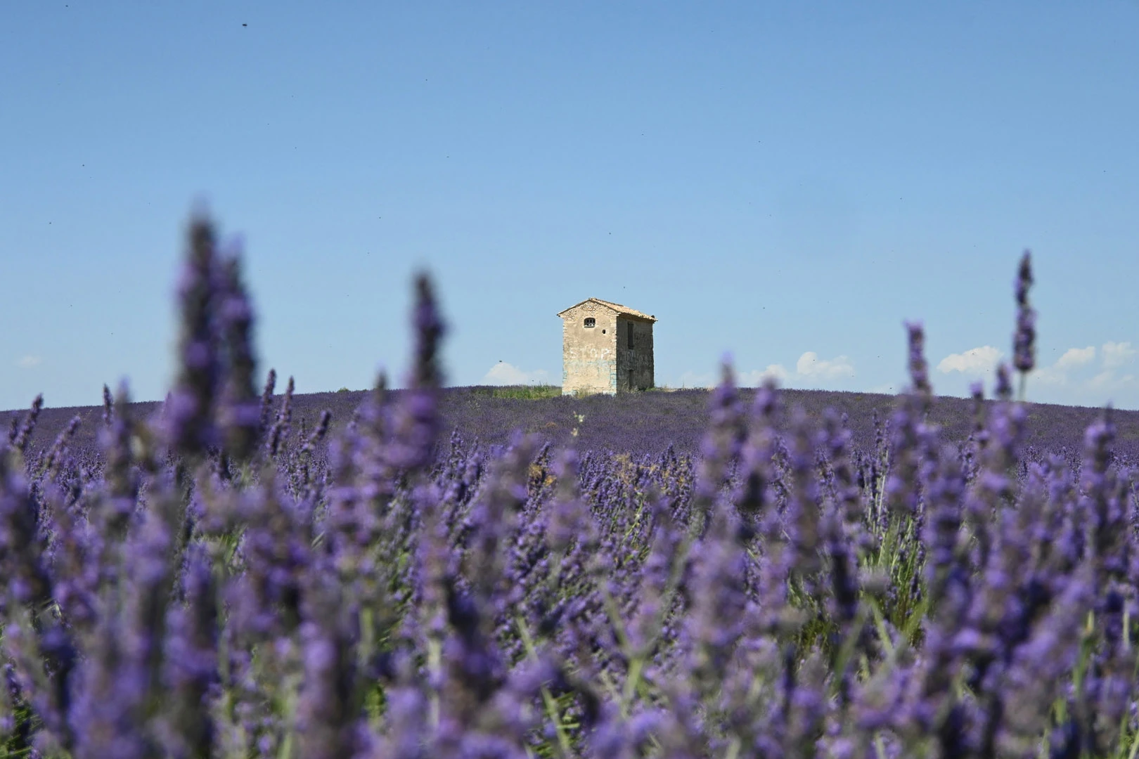 frankrijk-header-lavendel