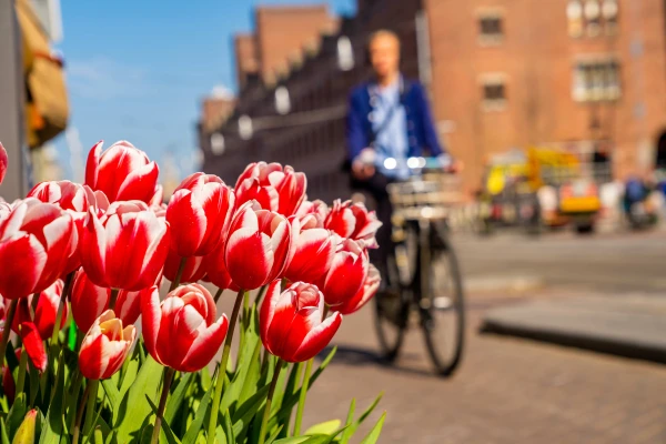 nederland tulpen fiets straat